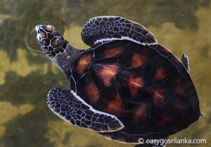 Turtle waching