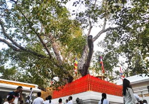 Sri maha bodhiya