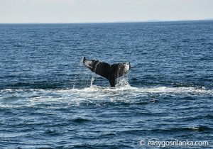 whale-watching