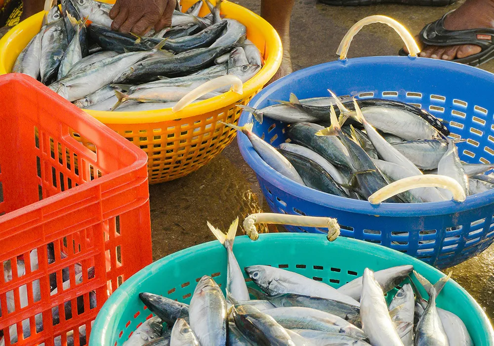 Fish Market