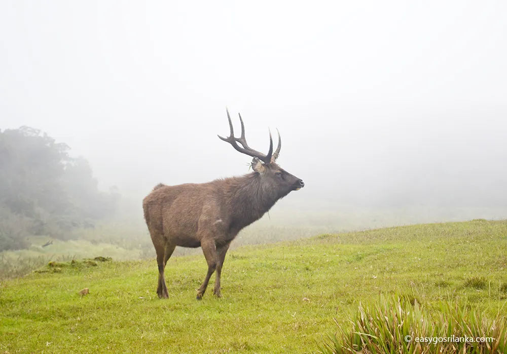 horton plains national park