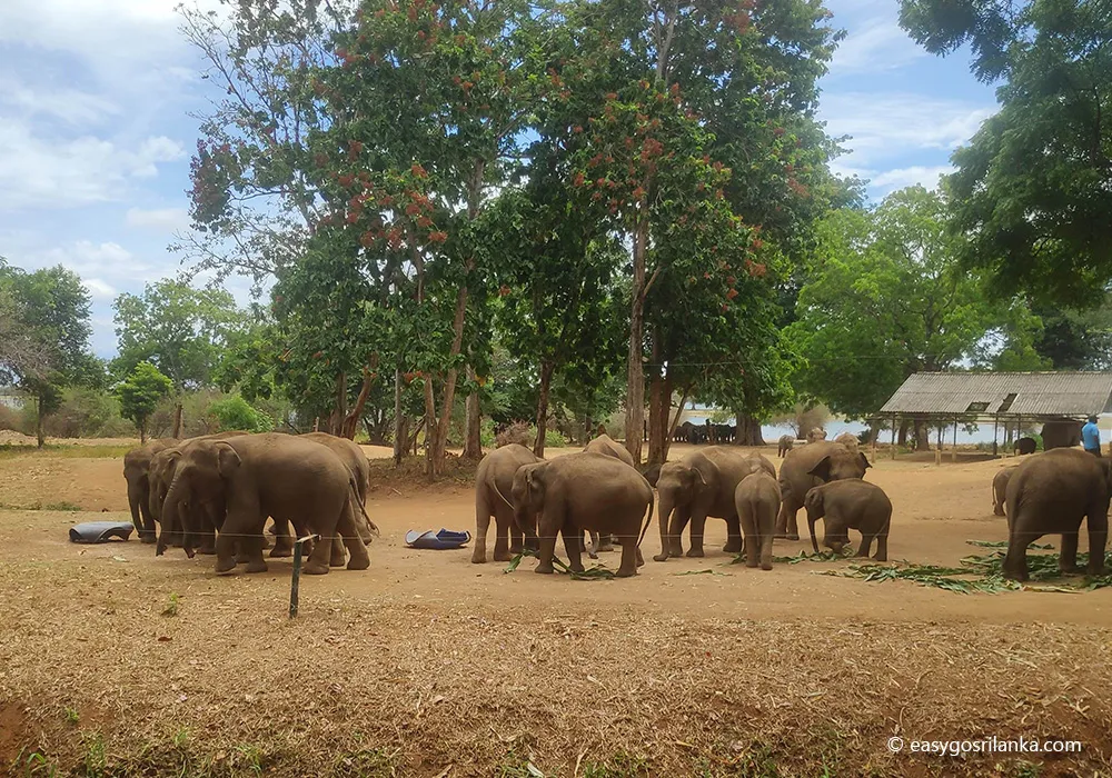 Udawalawa Elephant Transit Home