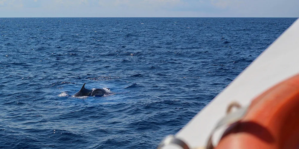 scenic boat ride to see the dolphins