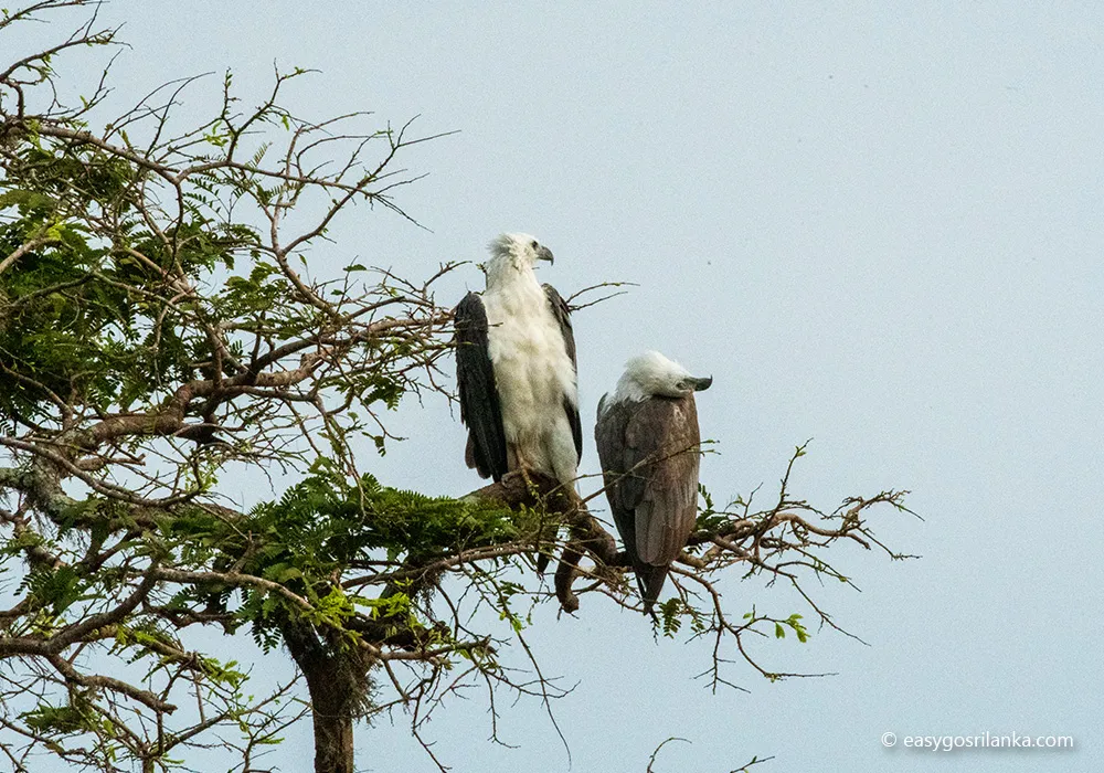 Udawalawe national park