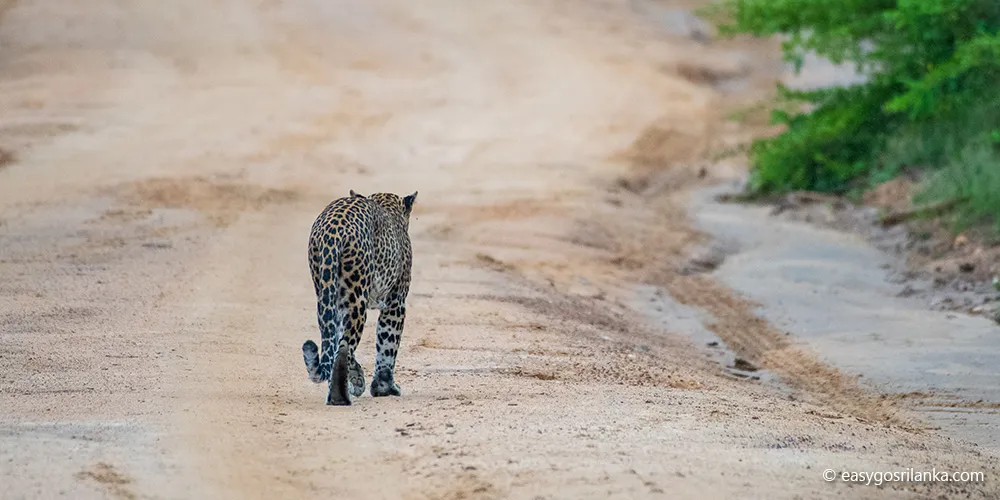 Udawalawe national park leopard