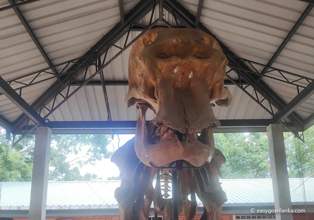 Udawalawa Elephant Transit Home