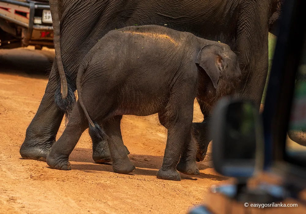 Enjoy a safari ride in the Udawalawe National Park