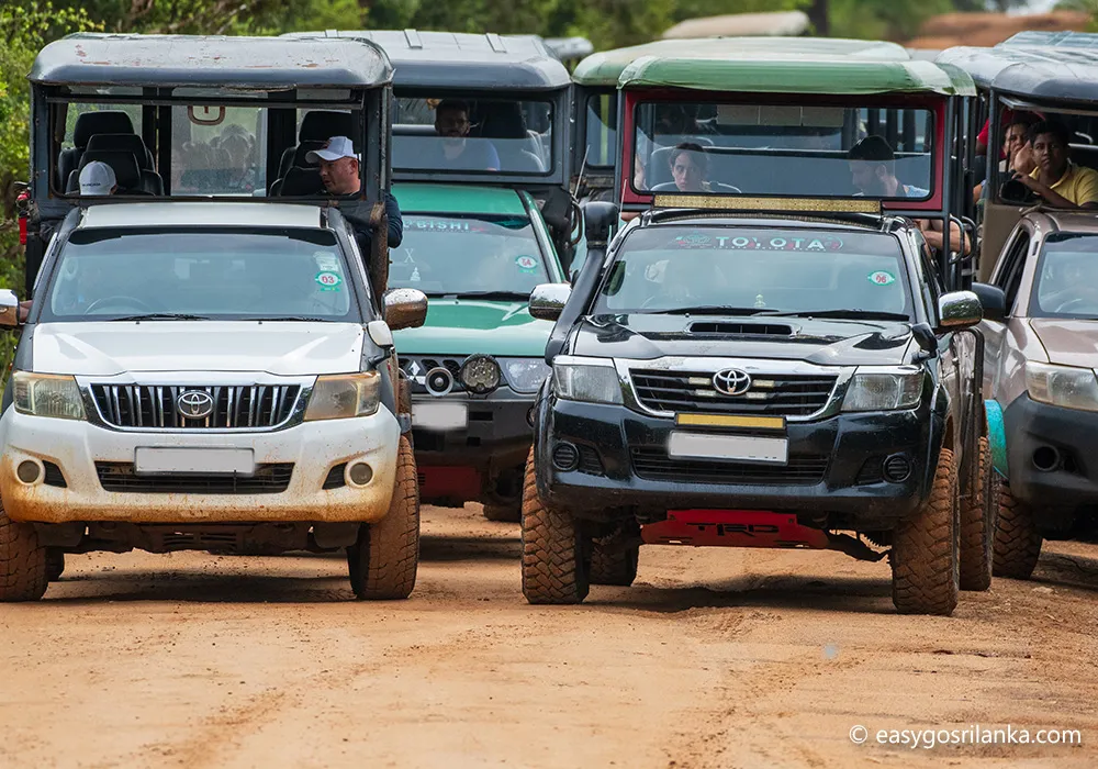 Safari jeep tours