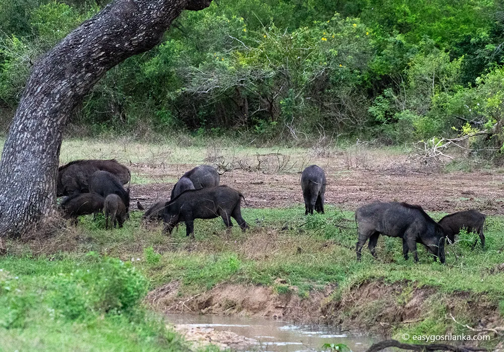 Udawalawe national park