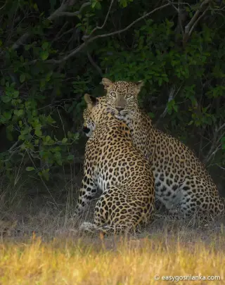 Leopards in National-Park
