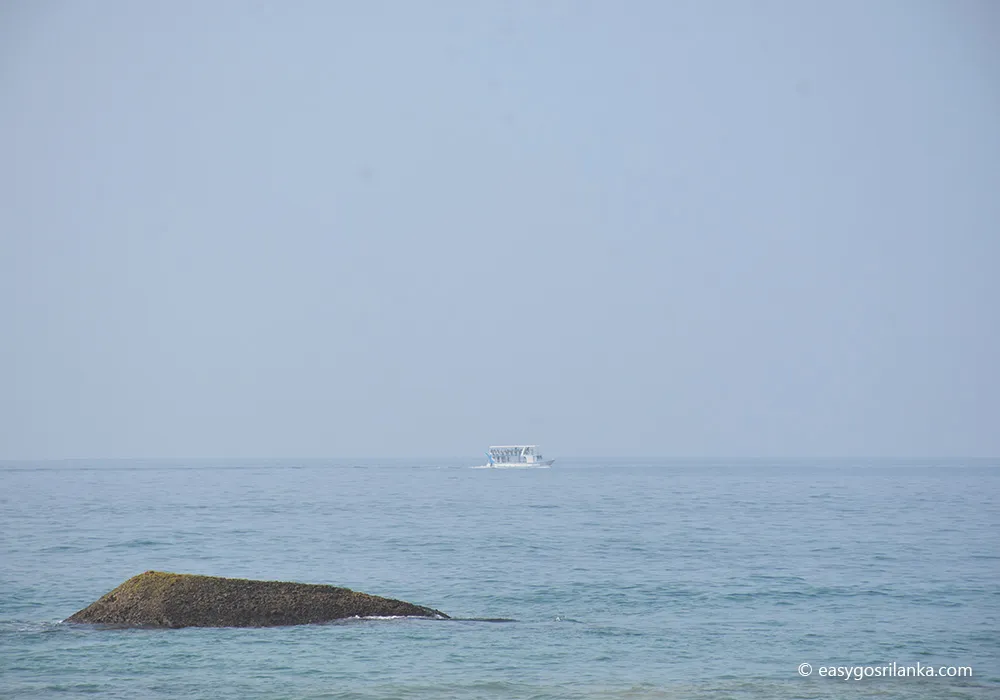 Dolphin watching, Mirissa