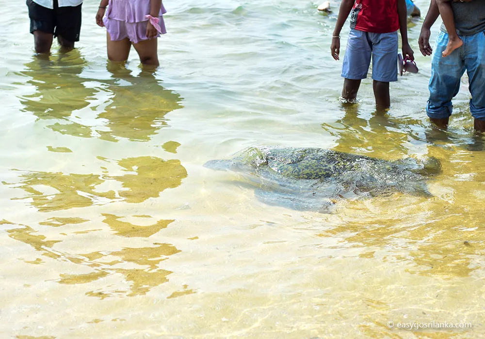 See sea turtles in their natural environment
