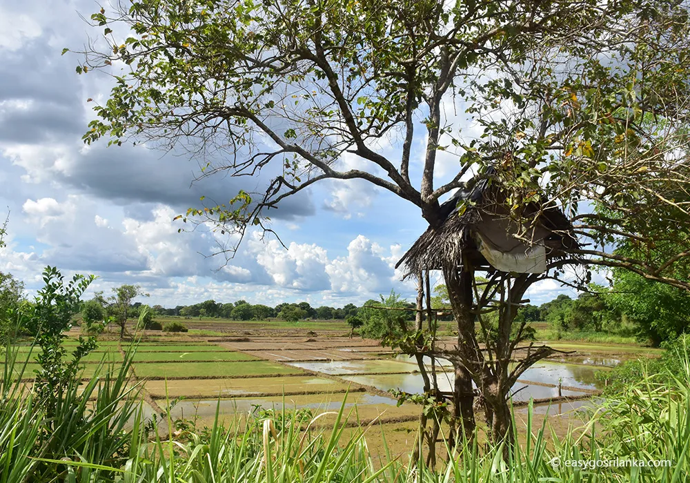 Sigiriya, Village Safari Experience
