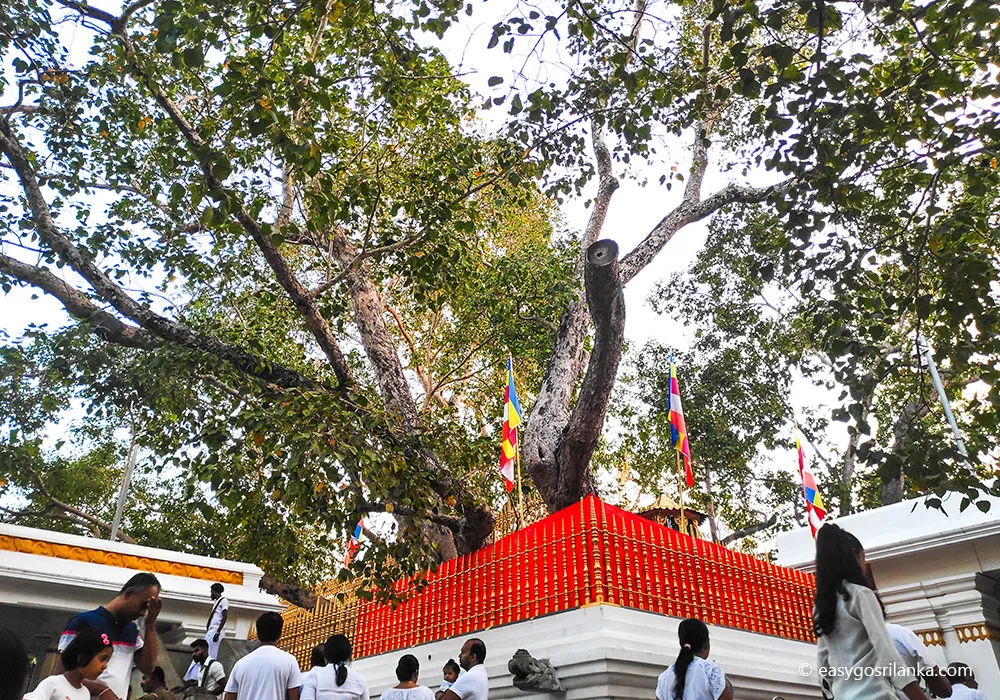 Sri Maha Bodhi sacred tree, Anuradhapura