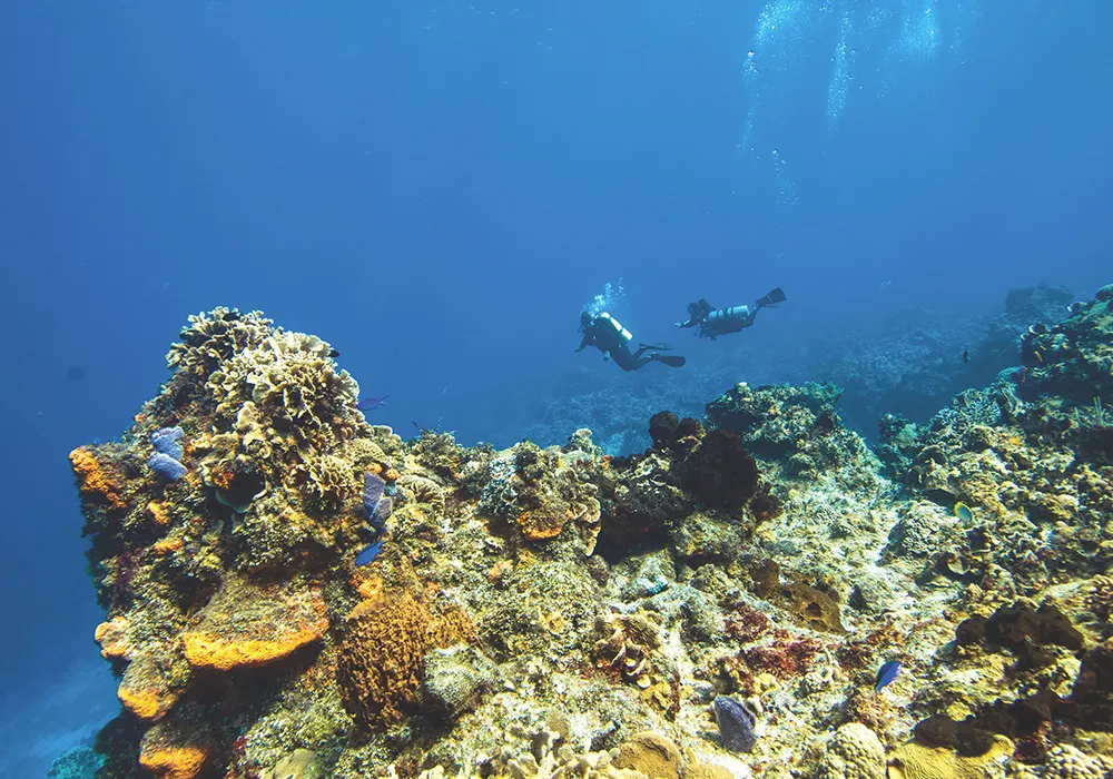 scuba divers explore vibrant coral reefs in clear ocean waters