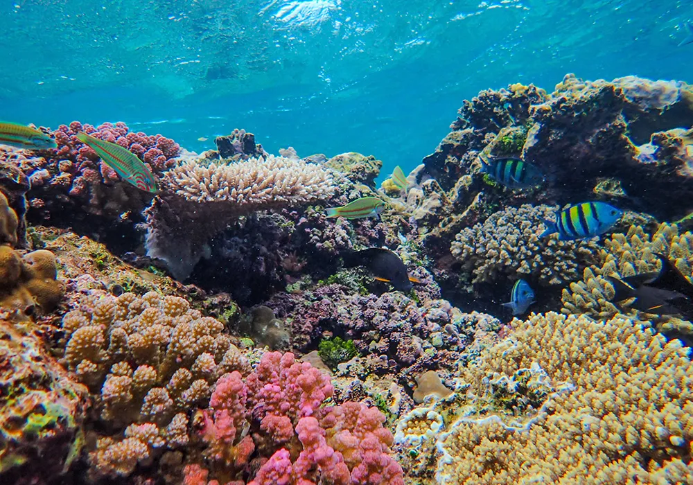Colorful coral reefs thriving underwater
