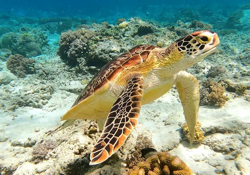 sea turtle swimming in a vibrant coral reef underwater.