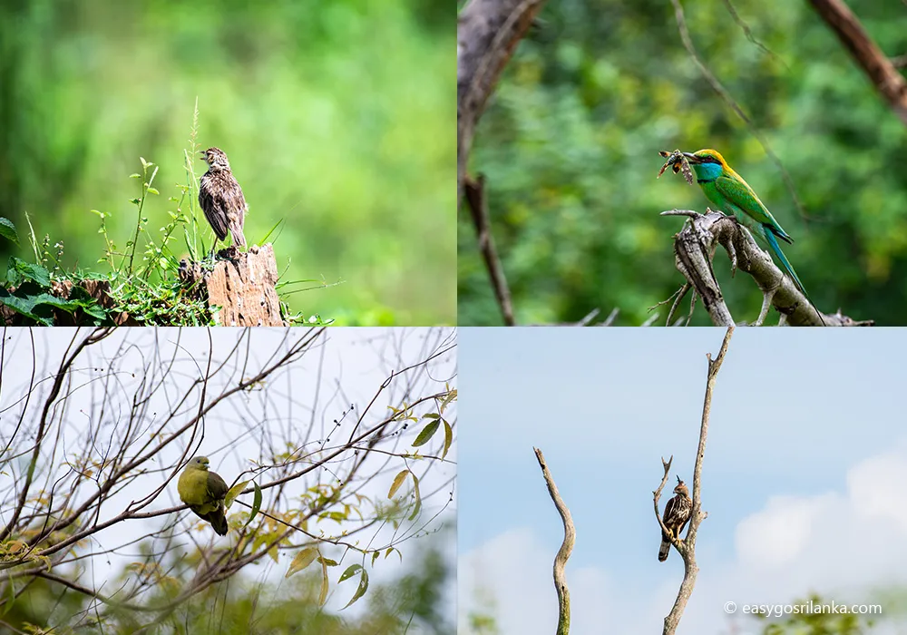 Sri Lanka's best birdwatching destinations