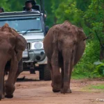 Wild Asian elephants in Udawalawe National Park