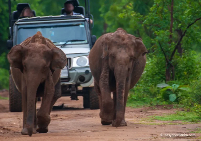 Wild Asian elephants in Udawalawe National Park