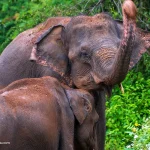 Observe wild Asian elephants in their natural habitat