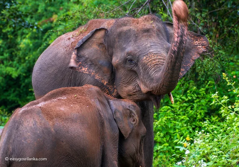 Observe wild Asian elephants in their natural habitat