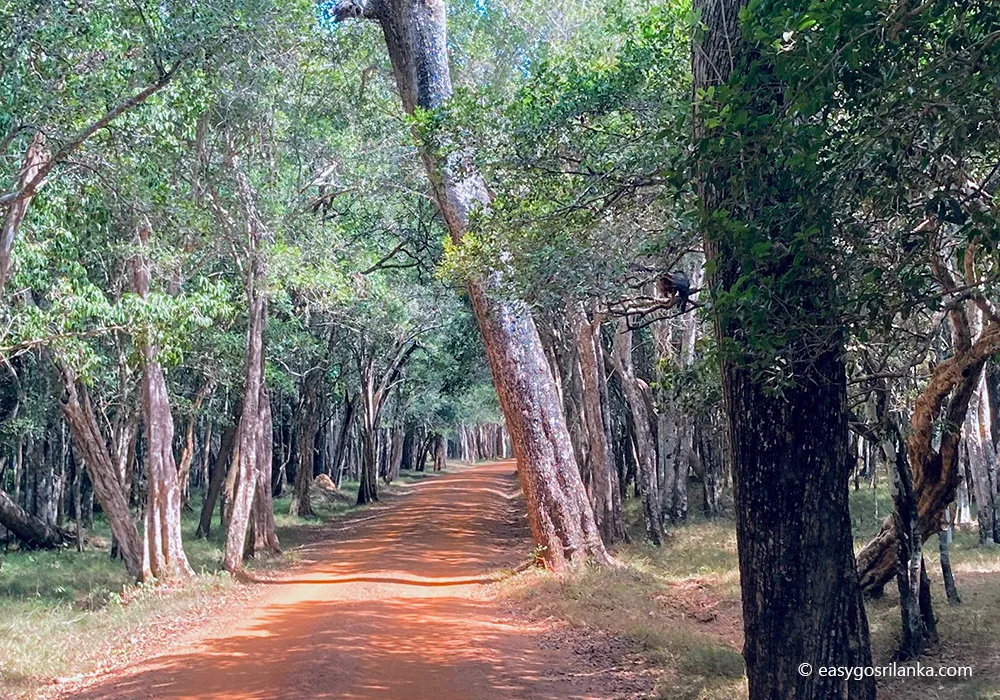 Wilpattu National Park