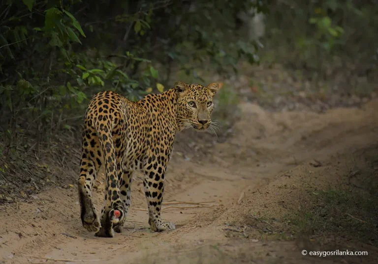 Leopards in Wilpattu National Park