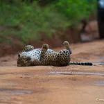Yala National Park, Spot the elusive Sri Lankan leopard