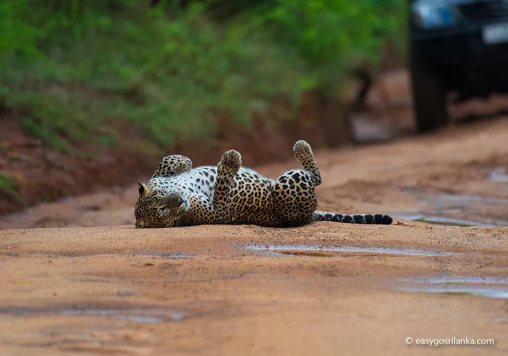 Yala National Park, Spot the elusive Sri Lankan leopard