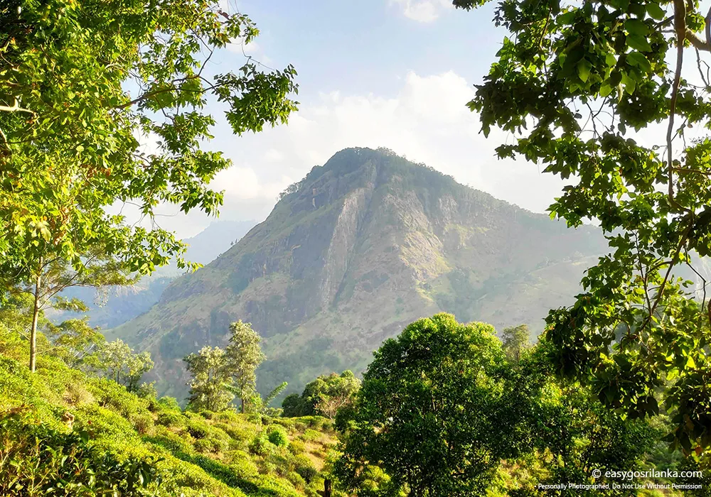 Little Adam's Peak Summit
