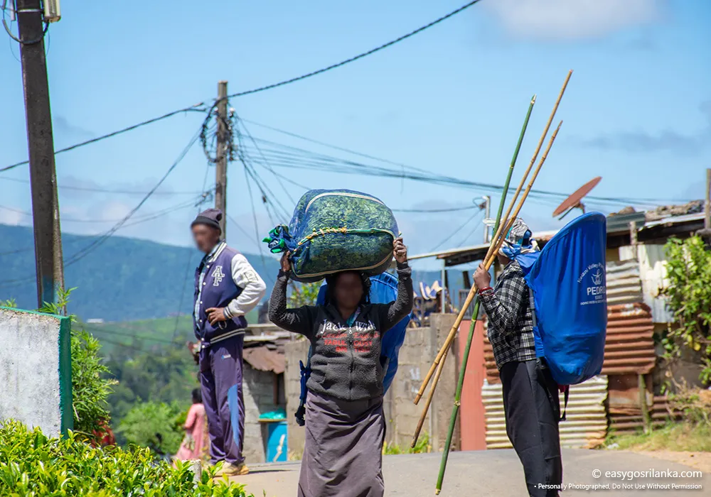 Experience everyday rural life in Sri Lanka