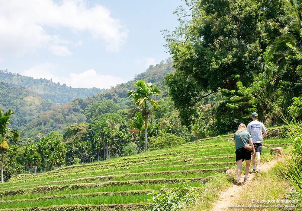 Explore paddy fields and home gardens