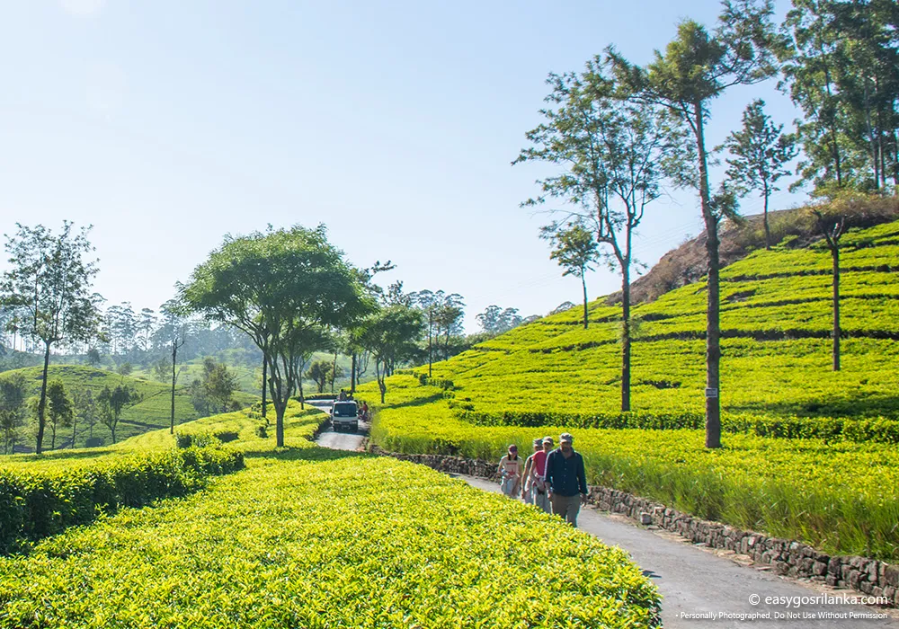 Hike through beautiful Ceylon tea plantations
