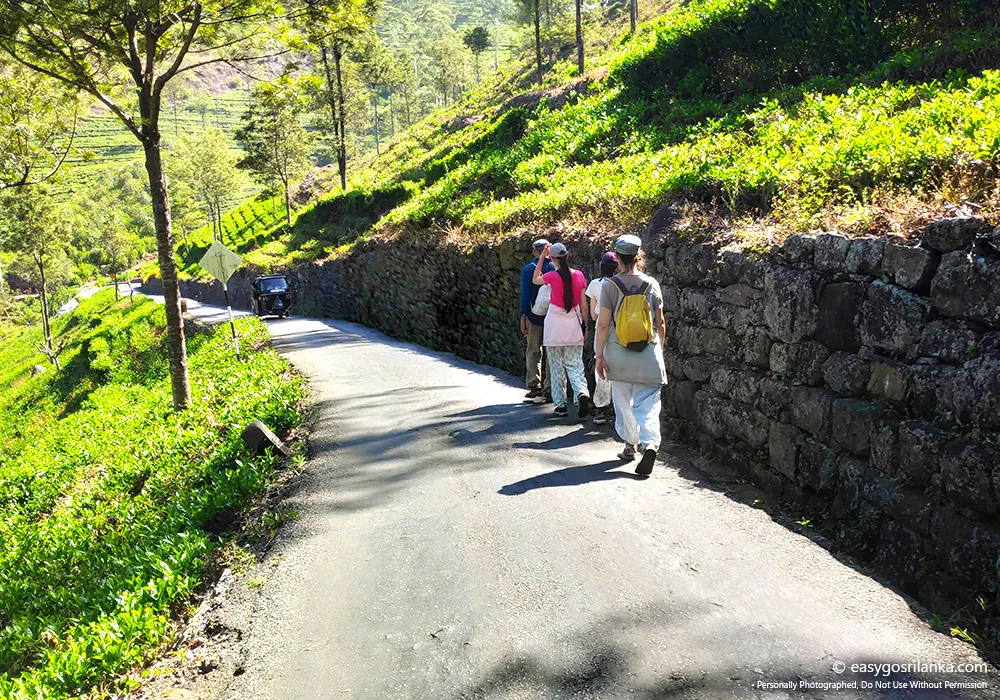 Hike through beautiful Ceylon tea plantations