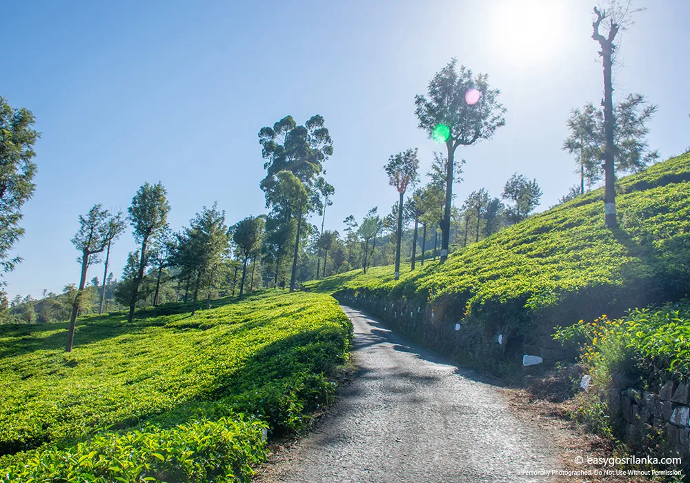 Tea Plantation Trails
