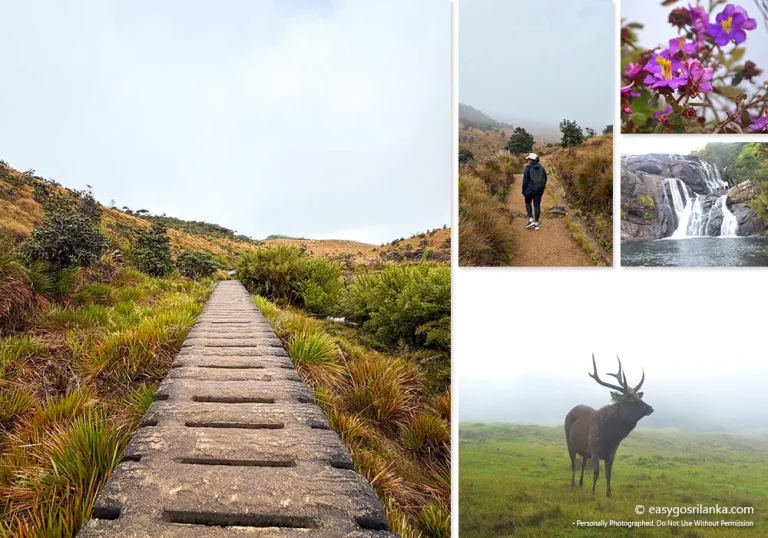 Horton Plains Trek: World’s End & Highland Trails in Sri Lanka