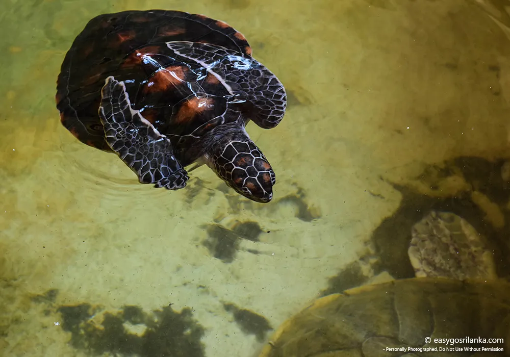Turtle Conservation in Sri Lanka