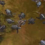 Turtle Conservation in Sri Lanka