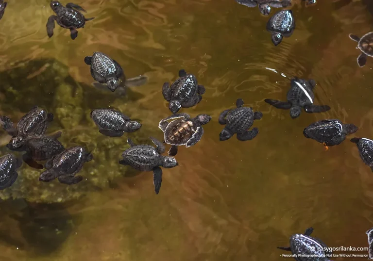 Turtle Conservation in Sri Lanka
