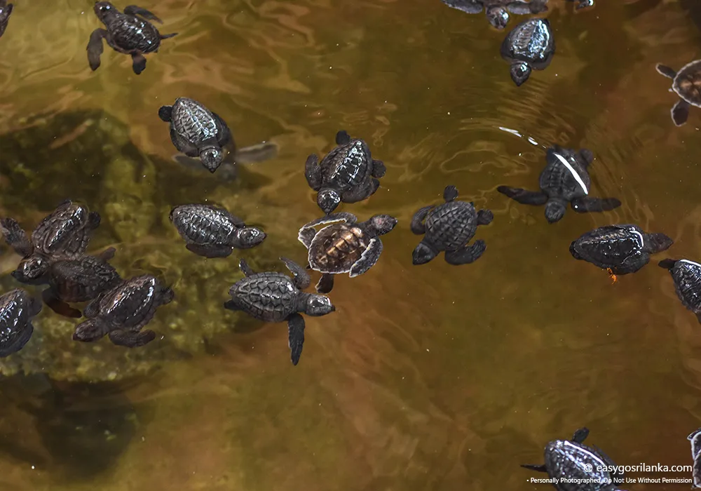 Turtle Conservation in Sri Lanka