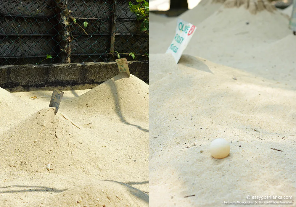 Turtle Conservation in Sri Lanka, Learn about nesting and egg protection.