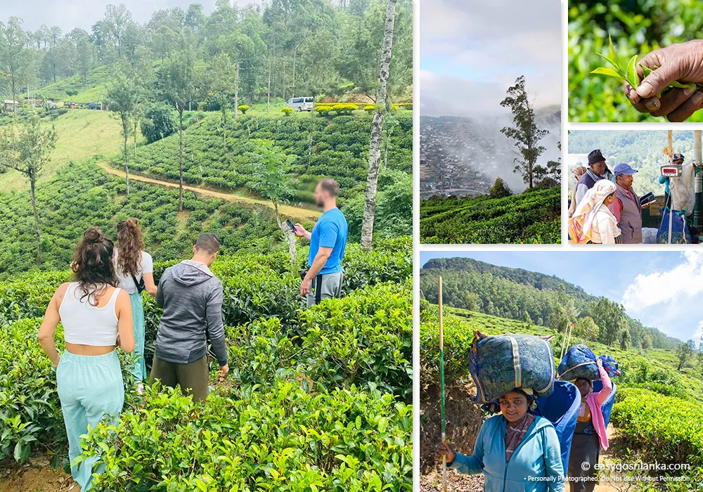 Walk through beautiful Sri Lankan tea plantations
