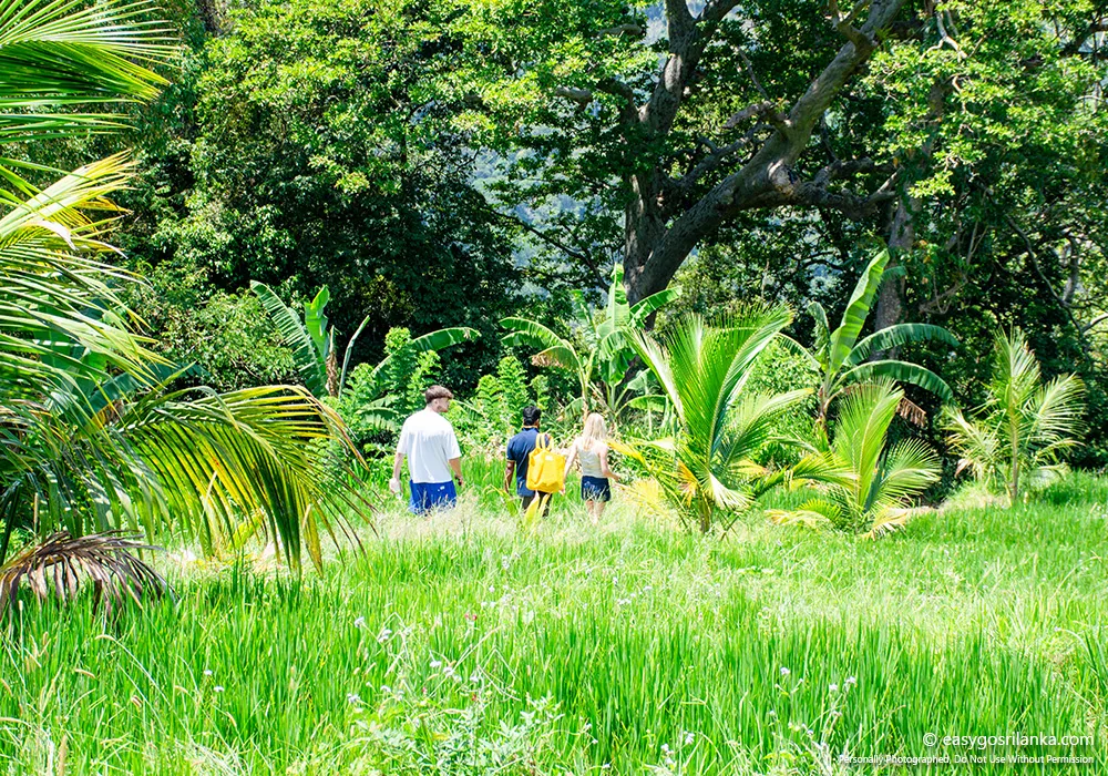 Walk through peaceful village landscapes.