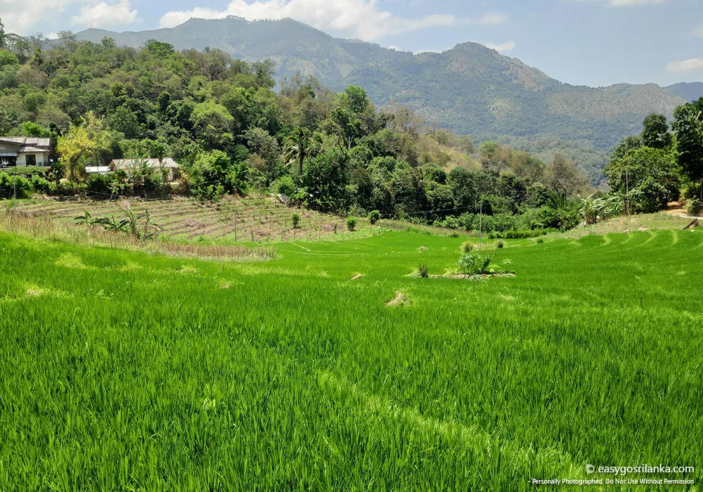 Walk through peaceful village landscapes.