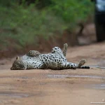 Wilpattu Safari | Wildlife & Leopard Safari Sri Lanka