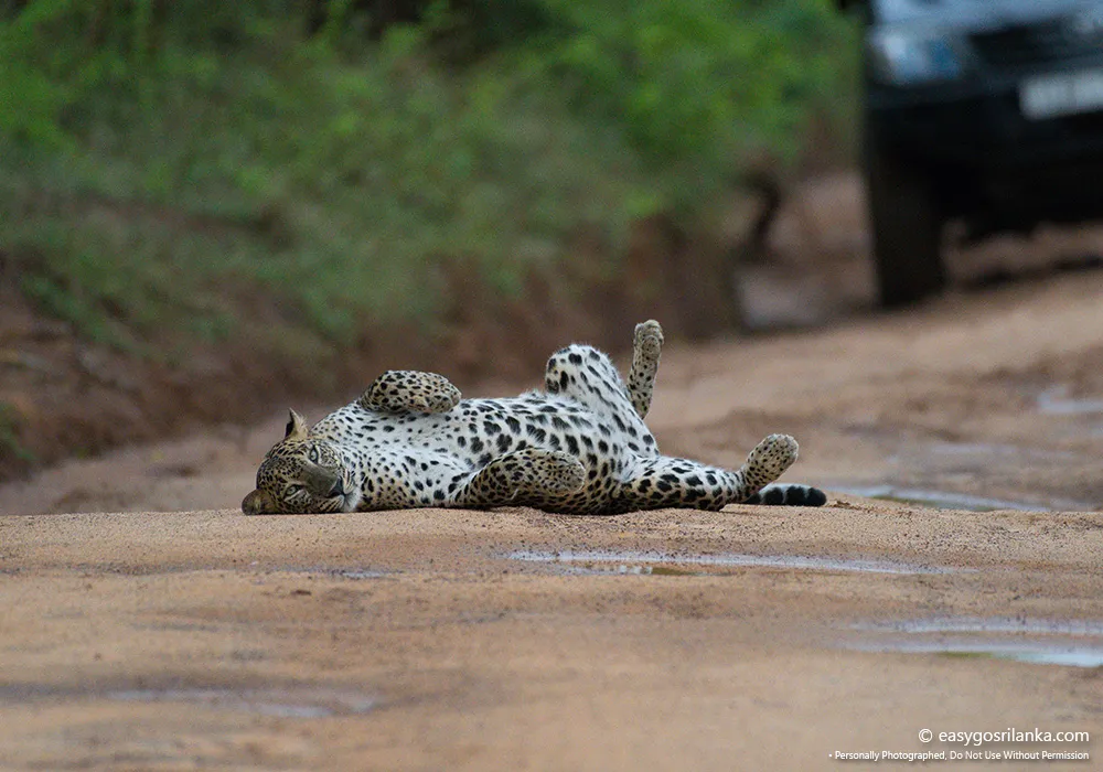 Wilpattu Safari | Wildlife & Leopard Safari Sri Lanka