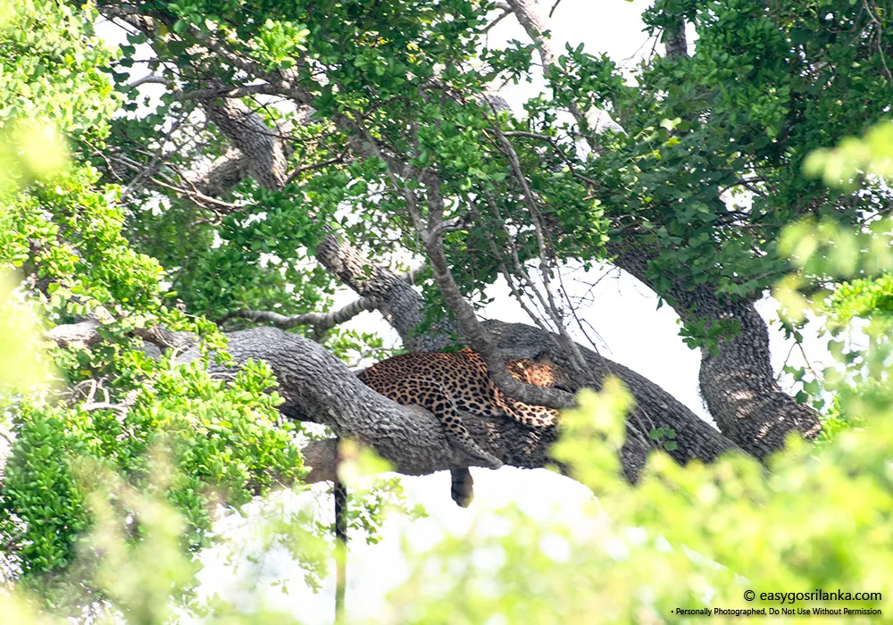 Sri Lankan leopards in their natural habitat.