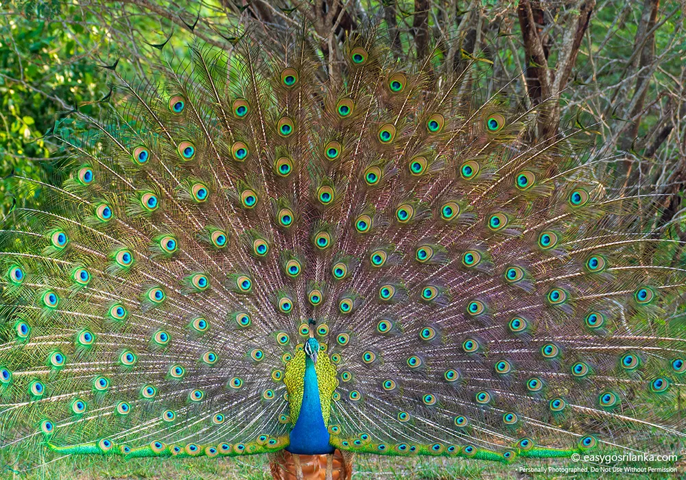 Capture memorable wildlife photography.