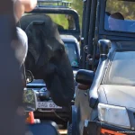 Yala Safari, Observe wild Asian elephants.